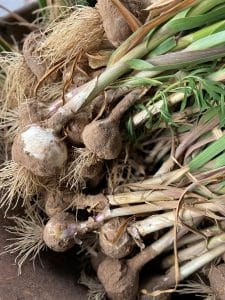Pile of garlic bulbs covered in dirt