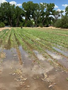 Flooded farm field during the day