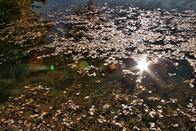 Water with leaves in it