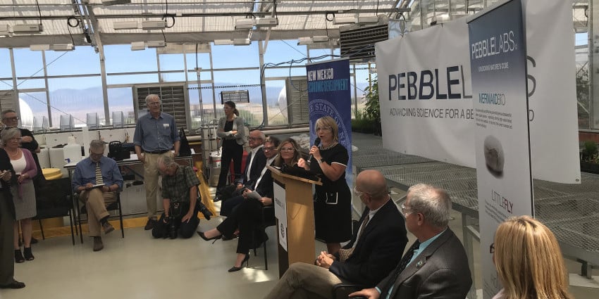 Governor at Pebble Labs