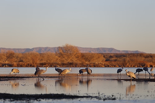 Birds on the Rio Grande at sunset