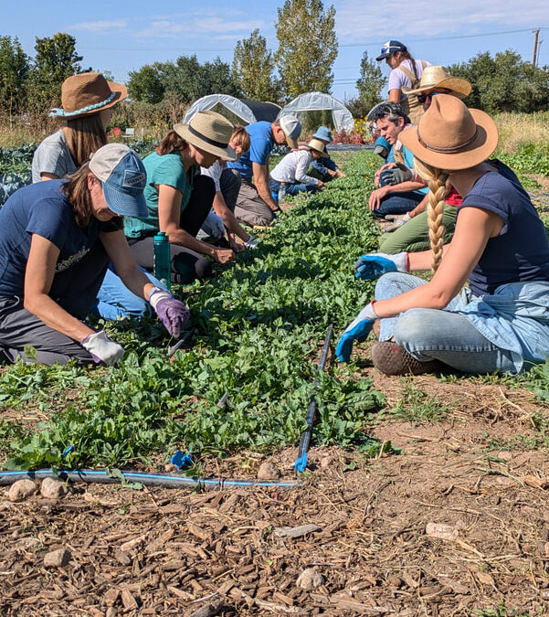New Mexico invests $1.6 million in local food systems